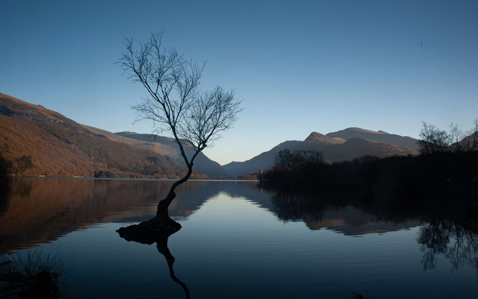 Een eenzame boom weerspiegeld in het stille water van Llyn Padarn tegen de achtergrond van de bergen van Snowdonia.