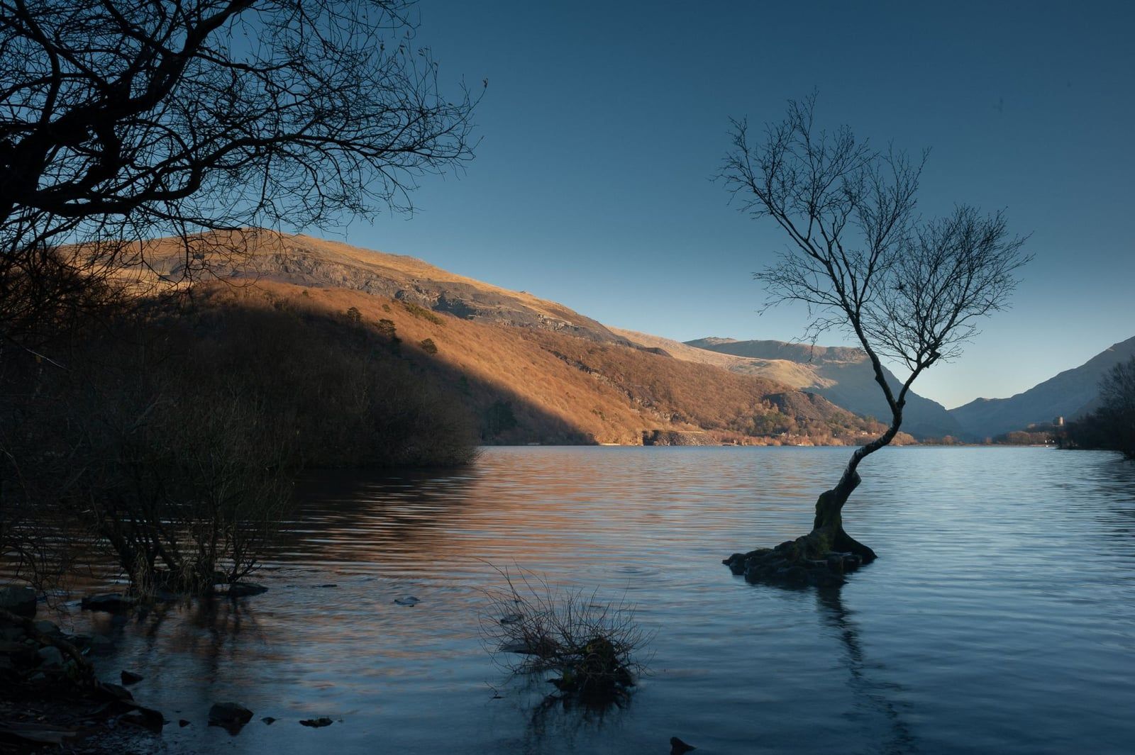 A solitary tree grows from the shallows of Llyn Padarn against sunlit mountain slopes in Snowdonia.